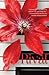 Single White Vampire (Argeneau #3)