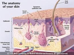 Manual of dermatology