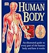 Human Body by Ann Baggaley Human Body by Ann Baggaley