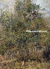 Philip-Lorca diCorcia by Geoff Dyer | Goodreads