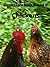 Biggers Farm Guide II: Chickens (Biggers' Guides to Homesteading Book 2)
