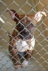 Rescue Me: Animal...