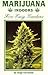 Marijuana Indoors: Five Eas...