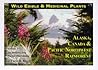 Wild Edible & Medicinal Plants: Alaska, Canada & Pacific Northwest Rainforest, Vol. 1