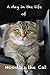 A day in the life of Noodles the cat