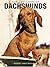 For the Love of Dachsunds