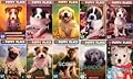 The Puppy Place Library 10 Book Set: Goldie, Snowball, Shadow, Rascal, Buddy, Flash, Scout, Patches, Pugsley, and Maggie & Max