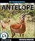 My Favorite Animal: Antelope
