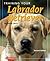 Training Your Labrador Retriever by September Morn