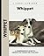 Whippet