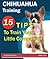 Chihuahua Training: 15 Tips to Train Your Little Companion