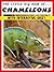 The Little BIG Book of Chameleons - Fun, Facts, Photos AND an Interactive Quiz