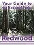 Your Guide to Redwood National Park