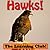 Hawks! Learn About Hawks And Learn To Read - The Learning Club! (45+ Photos of Hawks)