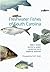 Freshwater Fishes of South Carolina (Belle Baruch Marine Science)