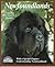 Newfoundlands by Joanna Kosloff