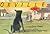 Orville: A Dog Story