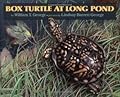 Box Turtle at Long Pond