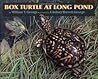 Box Turtle at Long Pond