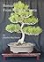 Bonsai From Nursery Plants by Charles Mashburn
