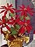 Poinsettia Plant Crochet Christmas Pattern - Vintage Christmas Pattern