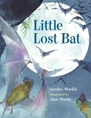Little Lost Bat (Hardcover)