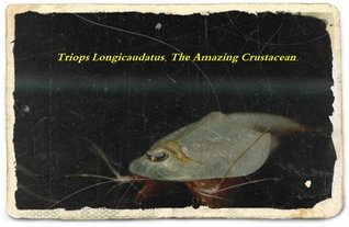 Triops Longicaudatus, The Amazing Crustacean. (Kindle Edition)