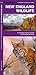 New England Wildlife (Nature Observation North America)