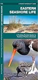 Eastern Seashore Life: A Folding Pocket Guide to Familiar Plants & Animals (Wildlife and Nature Identification)