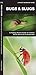 Bugs & Slugs: A Folding Pocket Guide to Familiar North American Invertebrates (A Pocket Naturalist Guide)