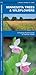 Minnesota Trees & Wildflowers (Nature Observation North America)