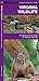 Virginia Wildlife (Nature Observation North America)