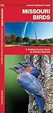 Missouri Birds: A Folding Pocket Guide to Familiar Species (Nature Observation North America)