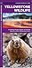 Yellowstone Wildlife by James Kavanagh Waterford Press
