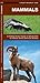 Mammals (Nature Observation North America)