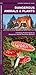Dangerous Animals & Plants (Nature Observation North America)