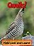 Quails! Learn About Quails and Enjoy Colorful Pictures - Look and Learn! (50+ Photos of Quails)
