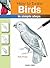 How to Draw Birds: in simple steps