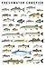 Freshwater Gamefish of North America Poster