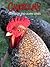 Chickens! Learn About Chickens and Enjoy Colorful Pictures - Learning Fun! (50+ Photos of Chickens)