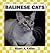 Balinese Cats
