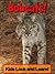 Bobcats! Learn About Bobcats and Enjoy Colorful Pictures - Look and Learn! (50+ Photos of Bobcats)