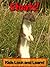 Stoats! Learn About Stoats and Enjoy Colorful Pictures - Look and Learn! (50+ Photos of Stoats) by Becky Wolff