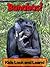 Bonobos! Learn About Bonobos and Enjoy Colorful Pictures - Look and Learn! (50+ Photos of Bonobos)