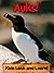Auks! Learn About Auks and Enjoy Colorful Pictures - Look and Learn! (50+ Photos of Auks)