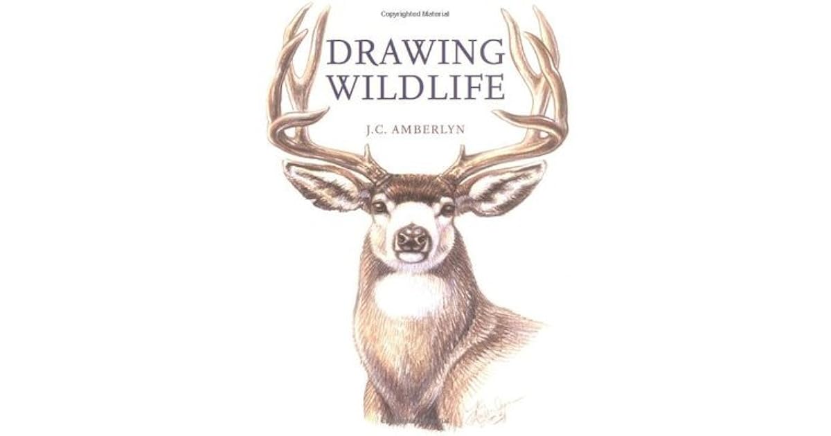 Drawing Wildlife by J.C. Amberlyn