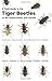A Field Guide to the Tiger Beetles of the United States and C... by David L. Pearson