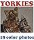 Yorkies by Sandra Haws