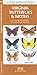 Virginia Butterflies & Moths: A Folding Pocket Guide to Familiar Species (A Pocket Naturalist Guide)