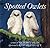 Spotted Owlets by Victoria Miles